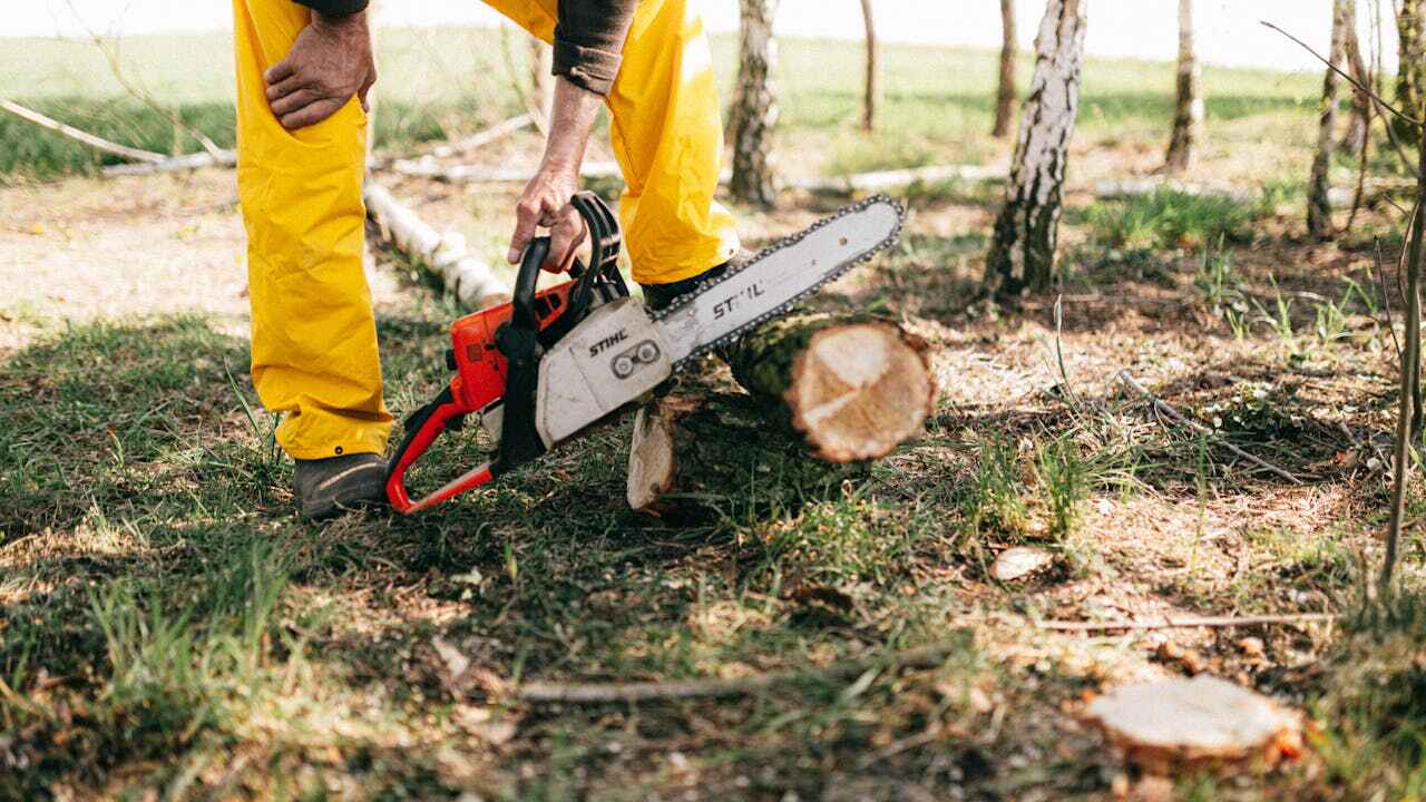 Best Emergency Storm Tree Removal  in Perham, MN